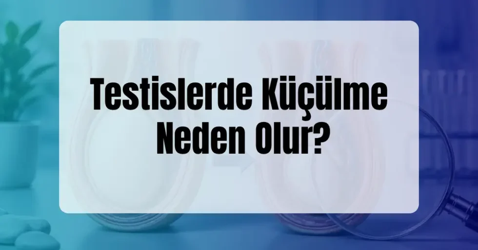 Testislerde Küçülme Neden Olur? Testislerde Küçülme Neden Olur?