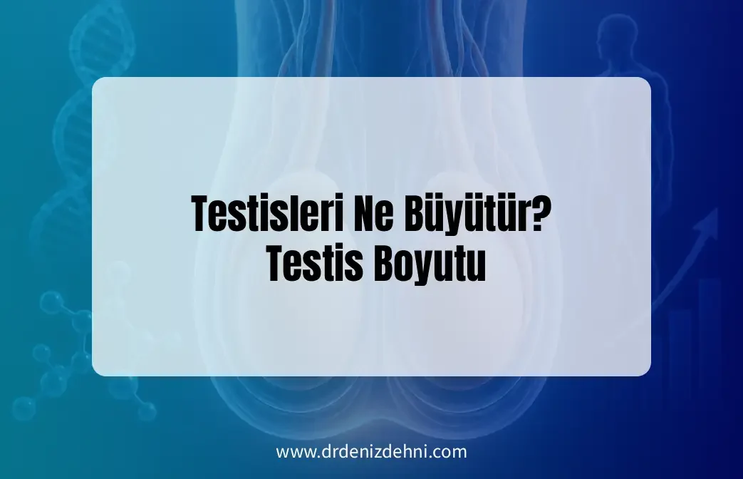 Testisleri Ne Büyütür