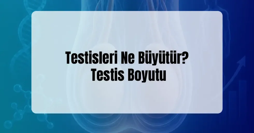 Testisleri Ne Büyütür